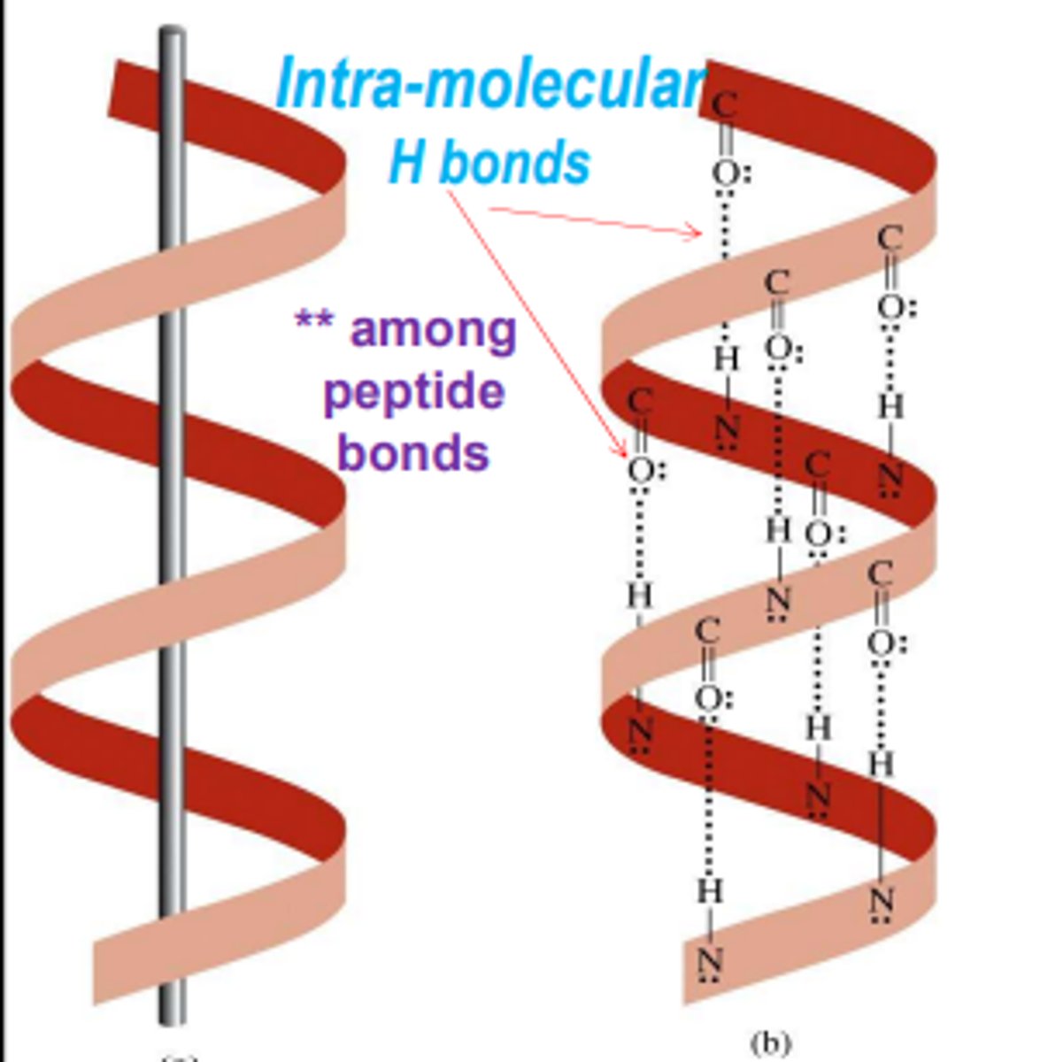<p>intramolecular hydrogen bonds formed by the Hydrogen from the amino to the oxygen from the carboxyl</p>