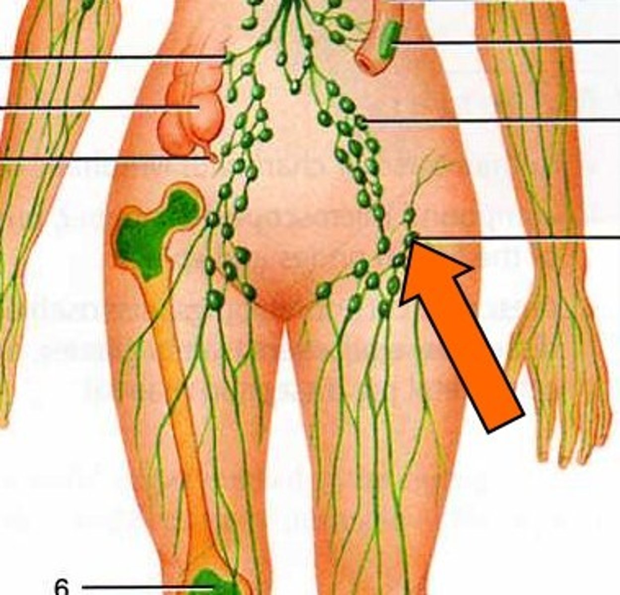 <p>a small knob of tissue in the lymphatic system that filters lymph, trapping bacteria and other microorganisms that cause disease</p>