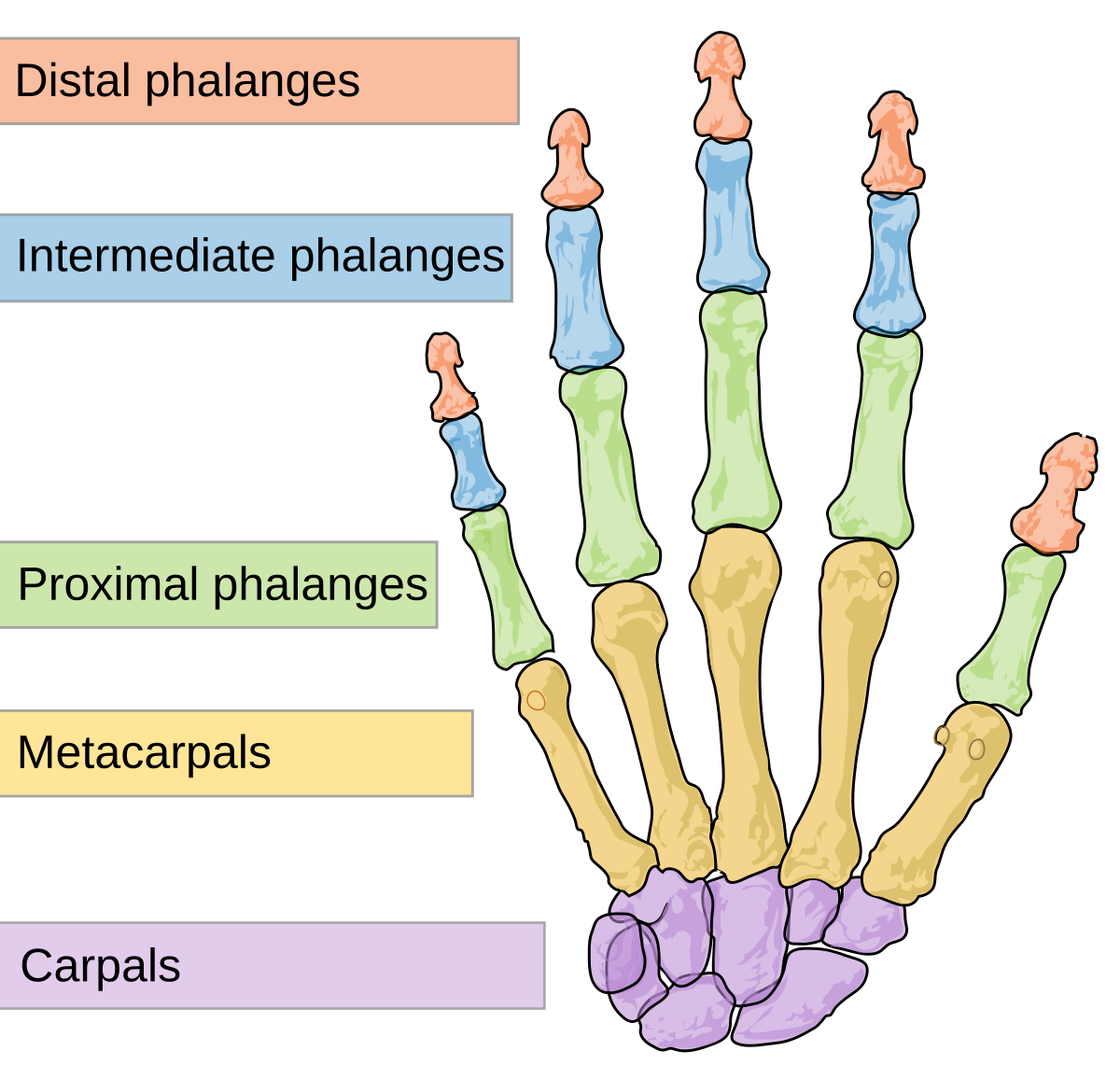 <ul><li><p>14</p></li><li><p>3 phalanges per finger</p></li><li><p>2 phalanges per thumb</p></li></ul><p></p>