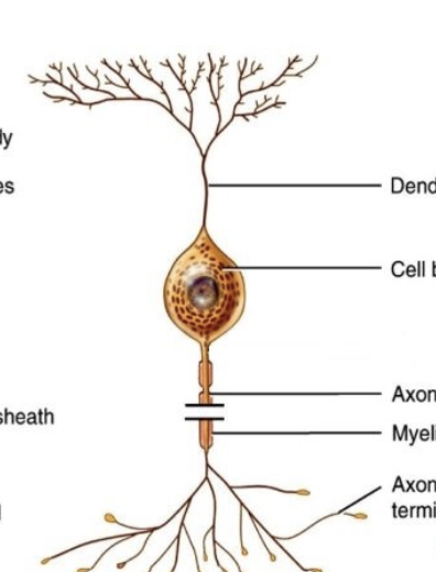 <ul><li><p>Most neurons in CNS</p></li><li><p>Process information carried by both motor and sensory neurons</p></li></ul><p></p>