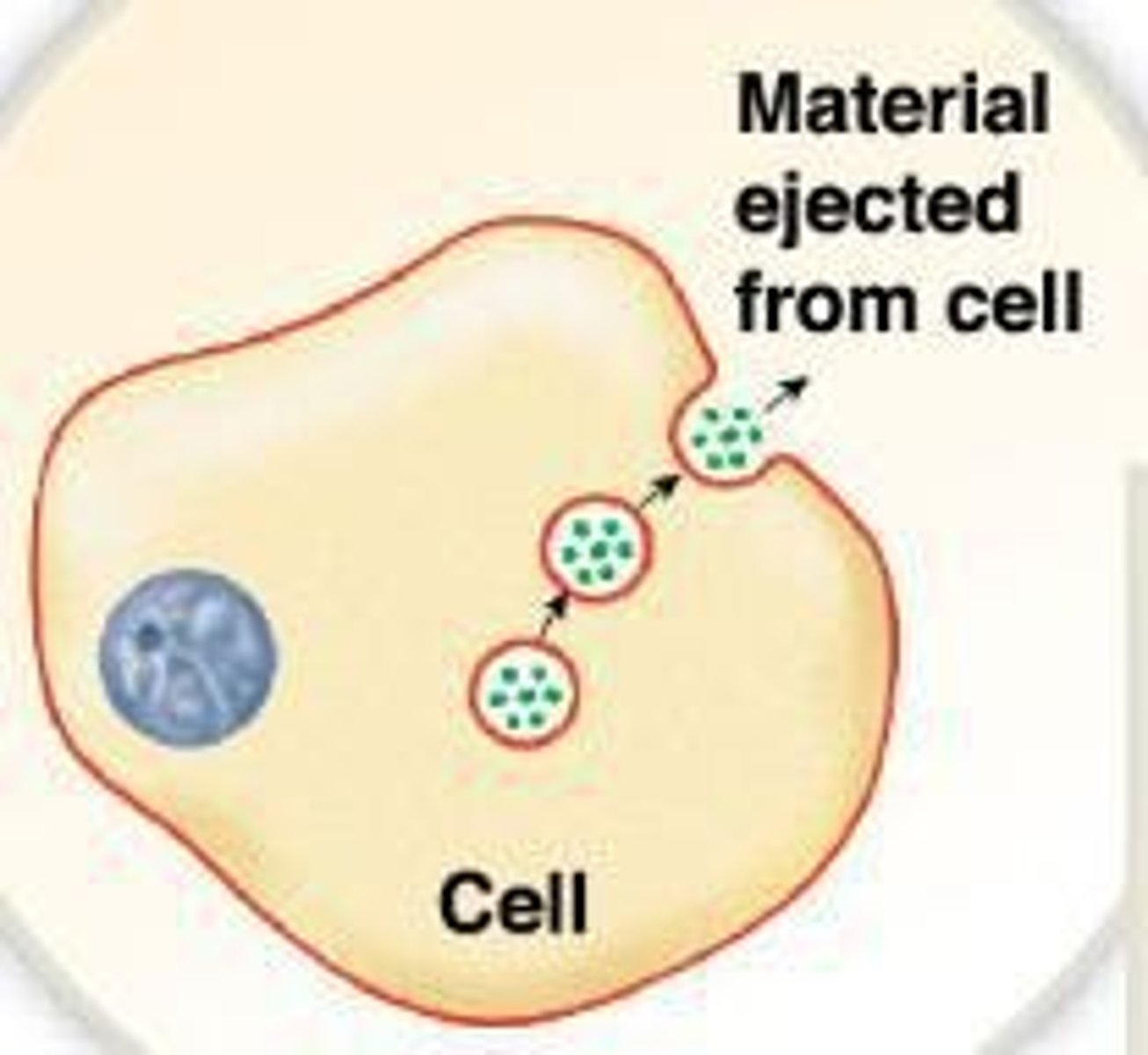 <p>Process by which cells expel materials.</p>