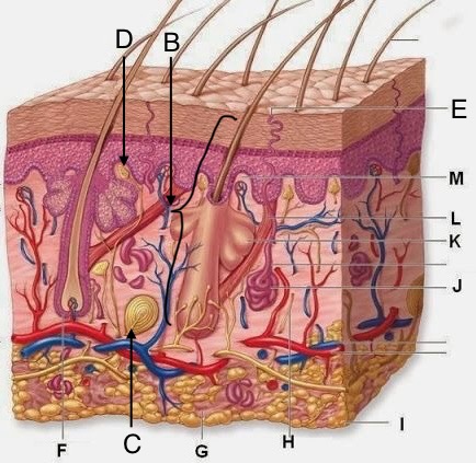 <p>Adipose Cells</p>