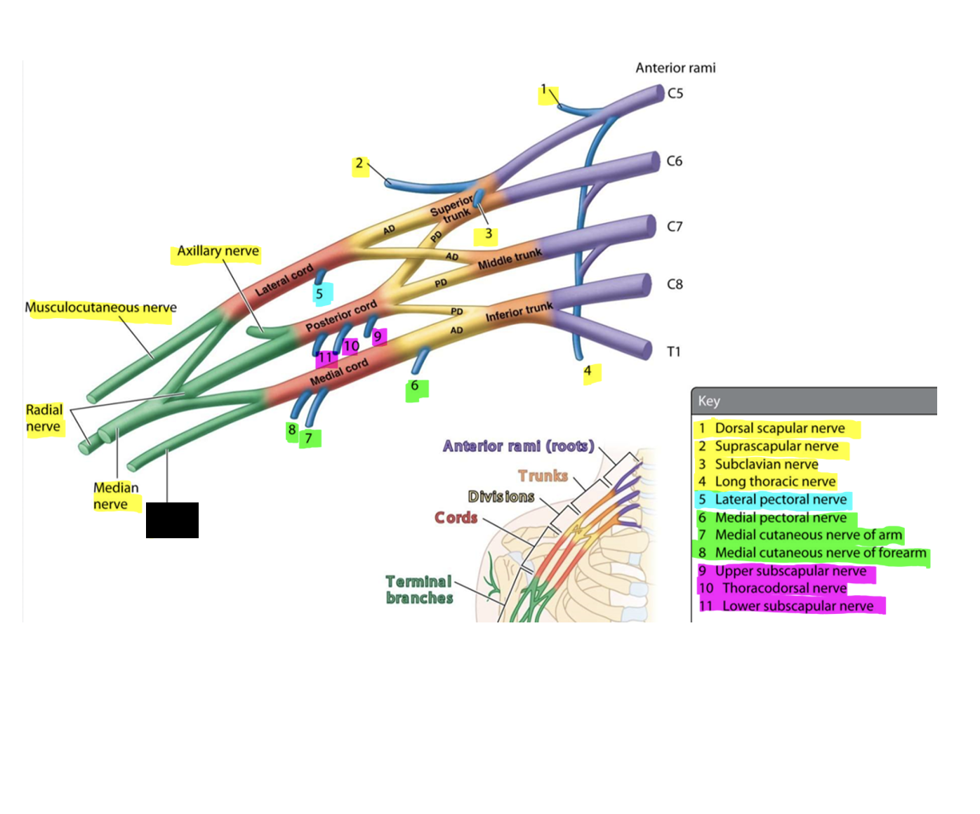 knowt flashcard image
