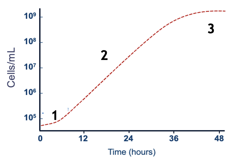 <p>identify the growth phases</p>