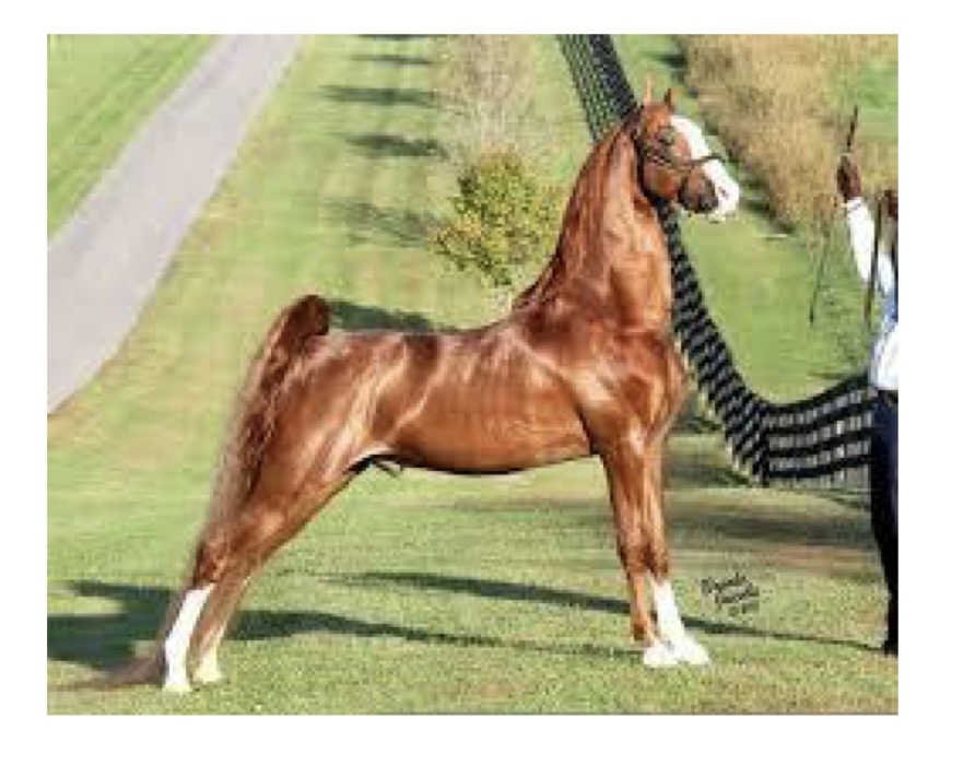 <p>what kind of horse is this?</p>