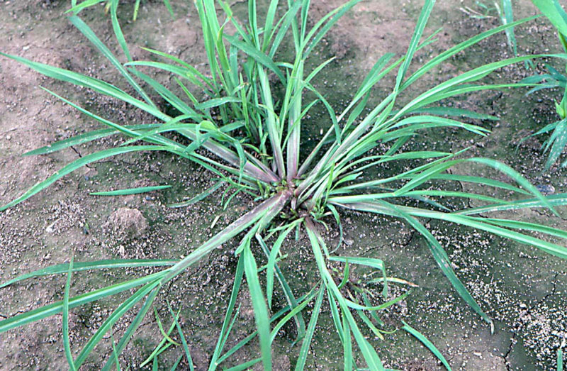 Barnyard Grass