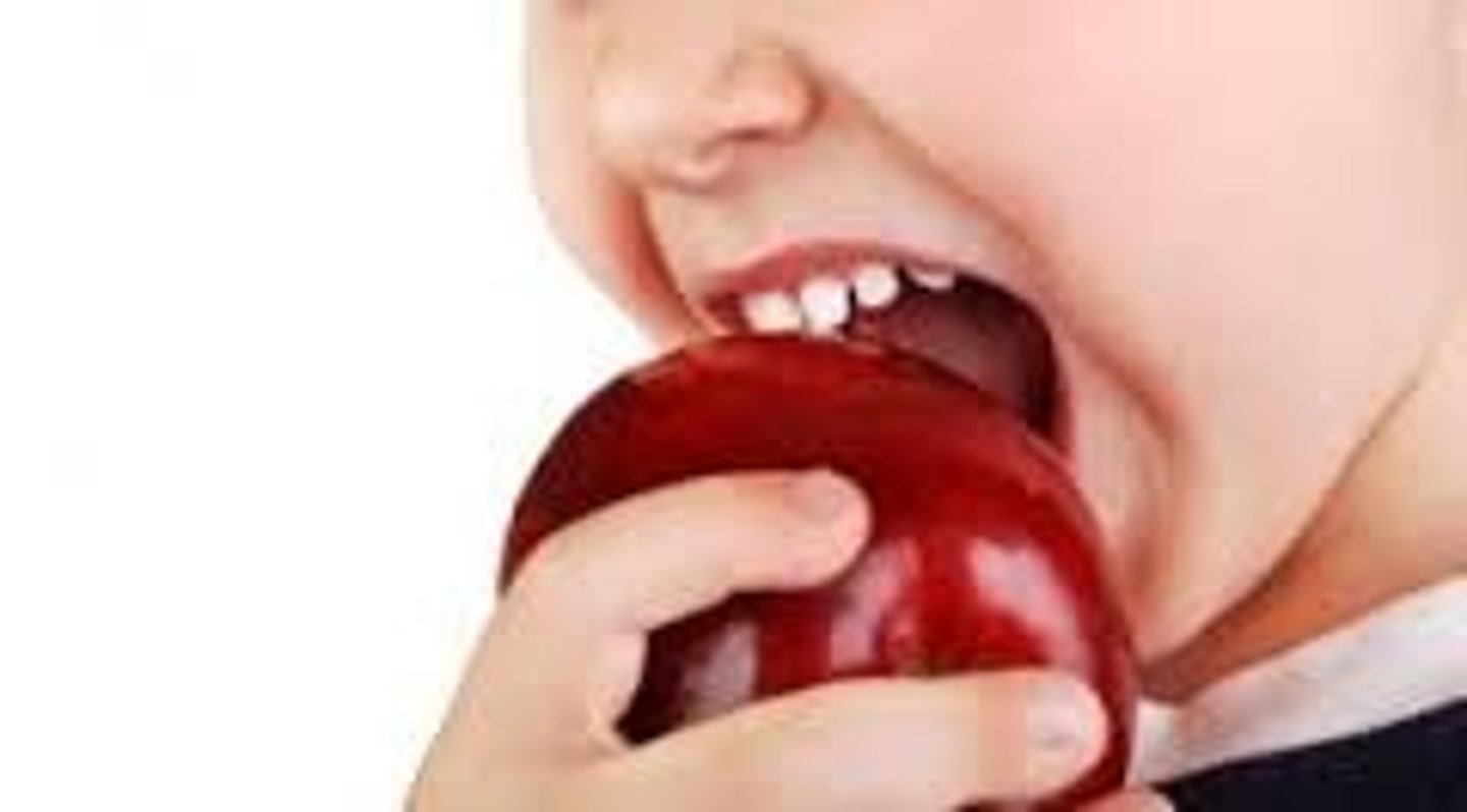 <p>yǎo - to bite</p>