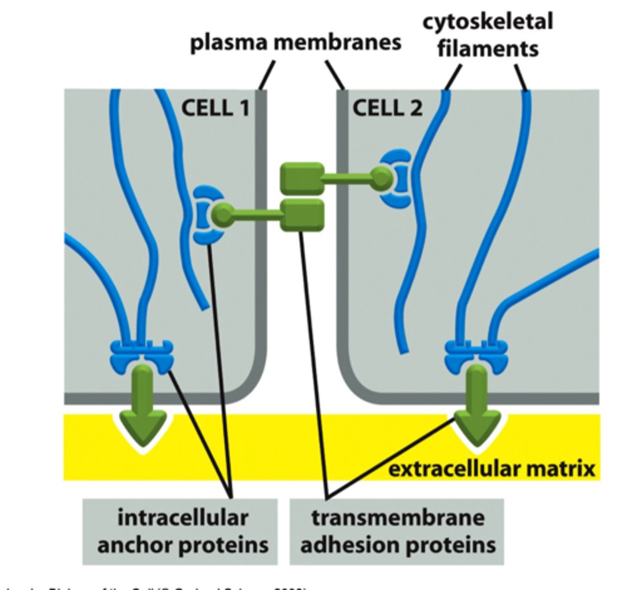 <p>Go through the cell membrane to adhere to something outside</p><ul><li><p>connects to intracellular adaptor proteins → which link to the filaments </p></li></ul><p>(found in anchoring junctions, cell-cell or cell-ecm)</p>