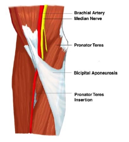 <p><strong>origin:</strong> humeral head (from medial epicondyle), ulnar head (from medial border of coronoid process of ulna)</p><p><strong>insertion:</strong> lateral aspect of shaft of radius</p><p><strong>innervation:</strong> median nerve</p><p><strong>action:</strong> pronation and flexion of forearm</p>