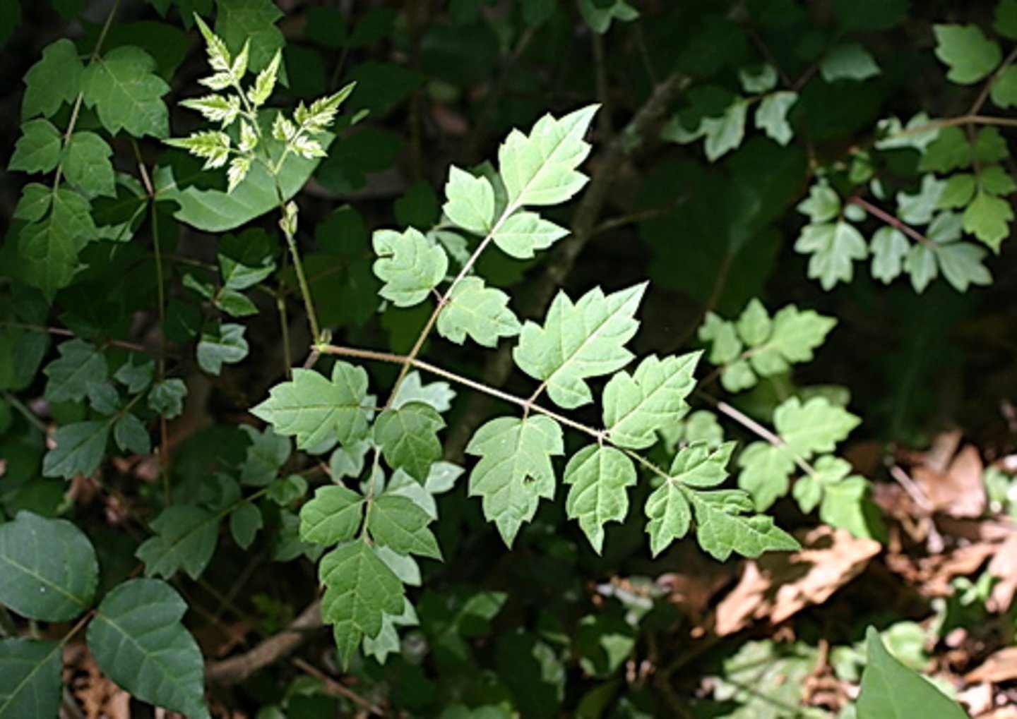 <ul><li><p>Type: Bi-Pinnately Compound</p></li><li><p>Arrangement: Alternate</p></li><li><p>Venation: Pinnate</p></li></ul><p></p>