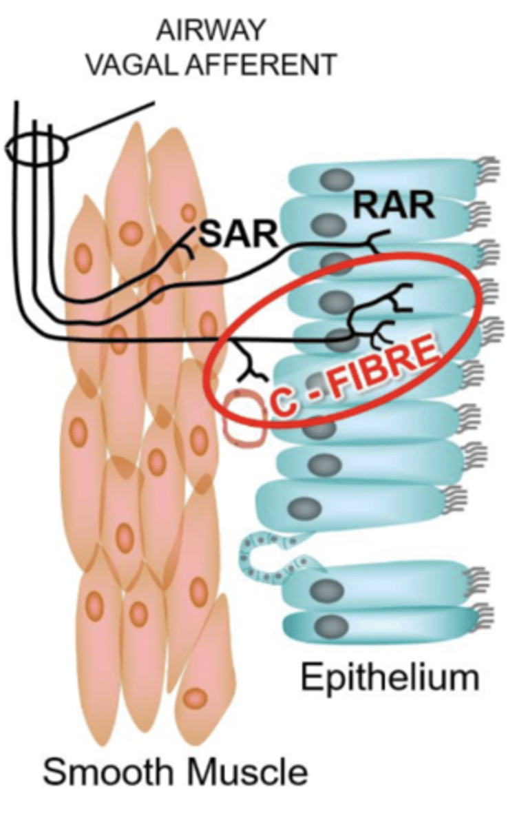 <p>respond to hyperinflation and inflammatory stimuli (autocoids, prostaglandins, histamine), lactic acid, edema.</p><p>- house TRPV1 </p><p>- unmyelinated (so higher Ptp threshold decreased AP frequency) </p><p>- acid sensitive</p><p>(used to be called "j" juxtacapillary fibres)</p>