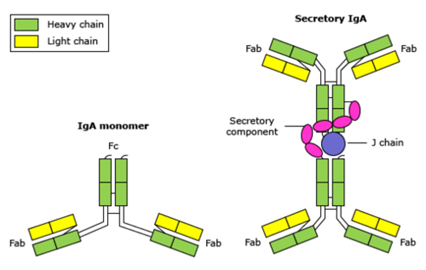 <p>Found in glandular secretions<br>-mucus, tears, saliva, breastmilk, semen<br>-Circulate as pairs or individuals<br>-Epithelial cells add secretory component</p>