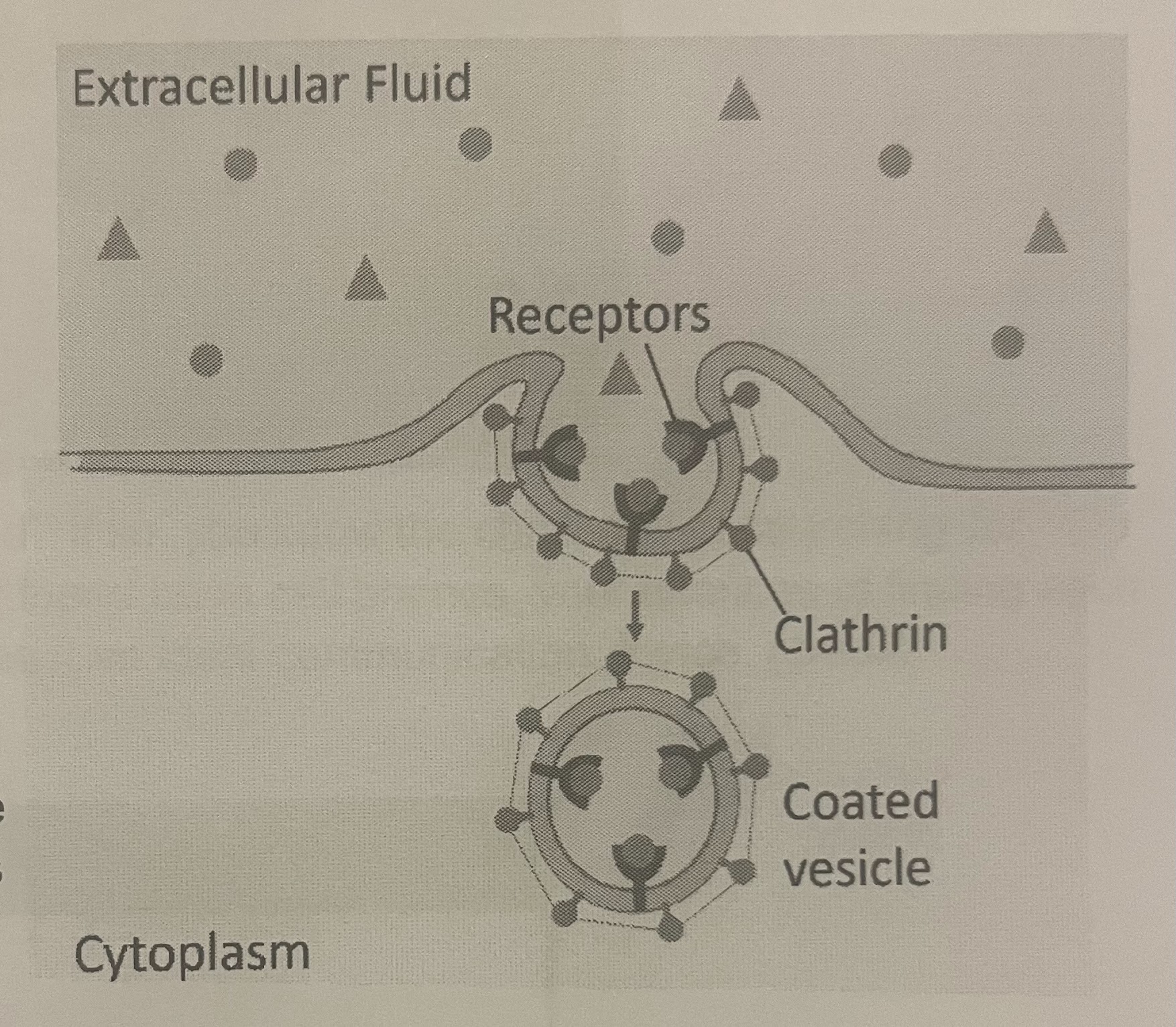 <p>targeted variation of endocytosis that uses specific receptor proteins in the plasma membrane that bind to specific substrates</p>