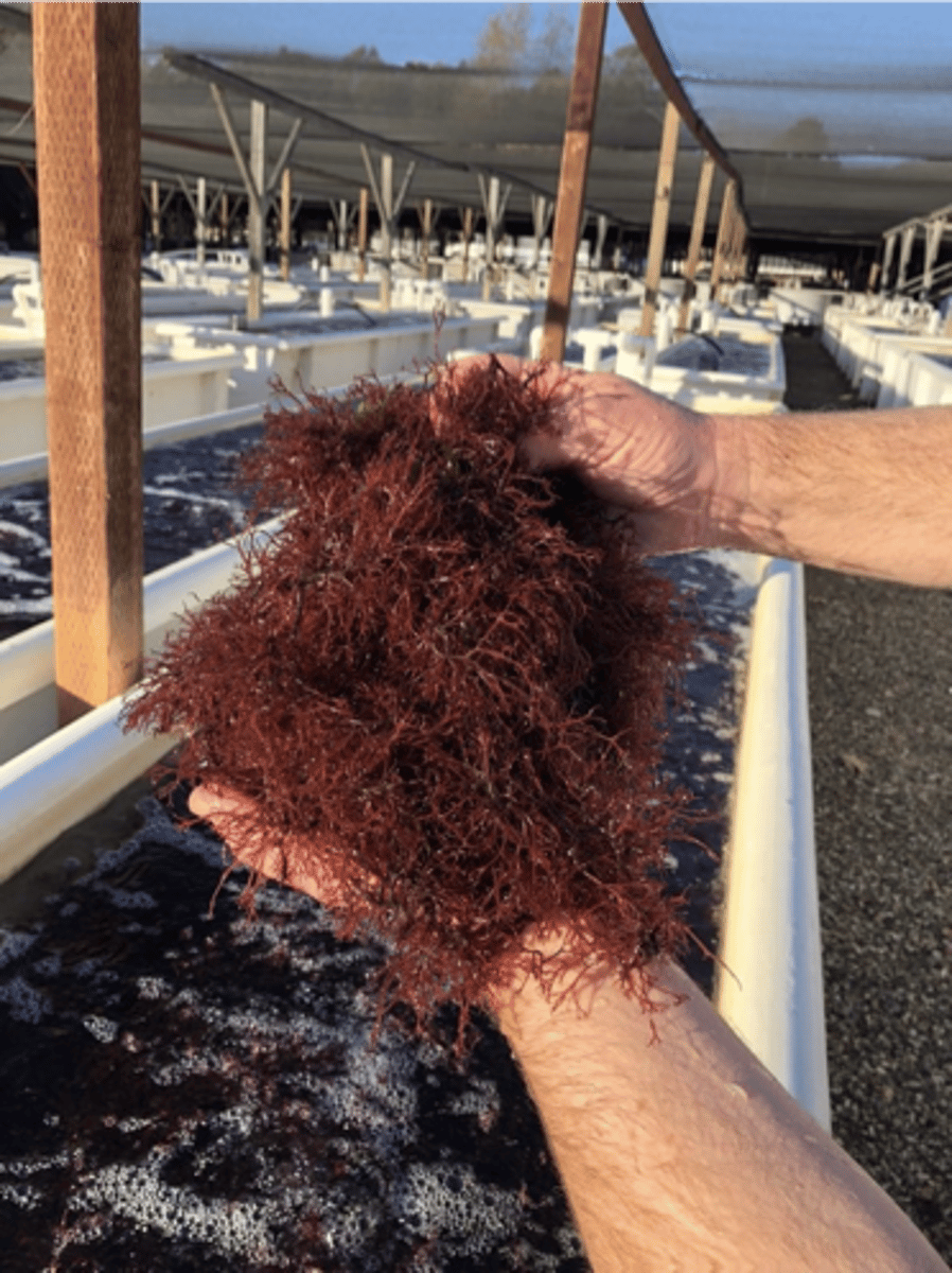 <p>E: Eukaryota</p><p>K: Plantae</p><p>P: Rhodophyta</p><p>C: Florideophyceae</p><p>O: Gracilariales</p><p>F: Gracilariaceae</p><p>G: Gracilaria</p><p>also produces agar but of lower quality compared to Gelidium, grows quickly in aquaculture in either tanks or via line/rope farming (like used in brown algae), eaten raw as a sea vegetable in several cultures (i.e. Japan)</p>