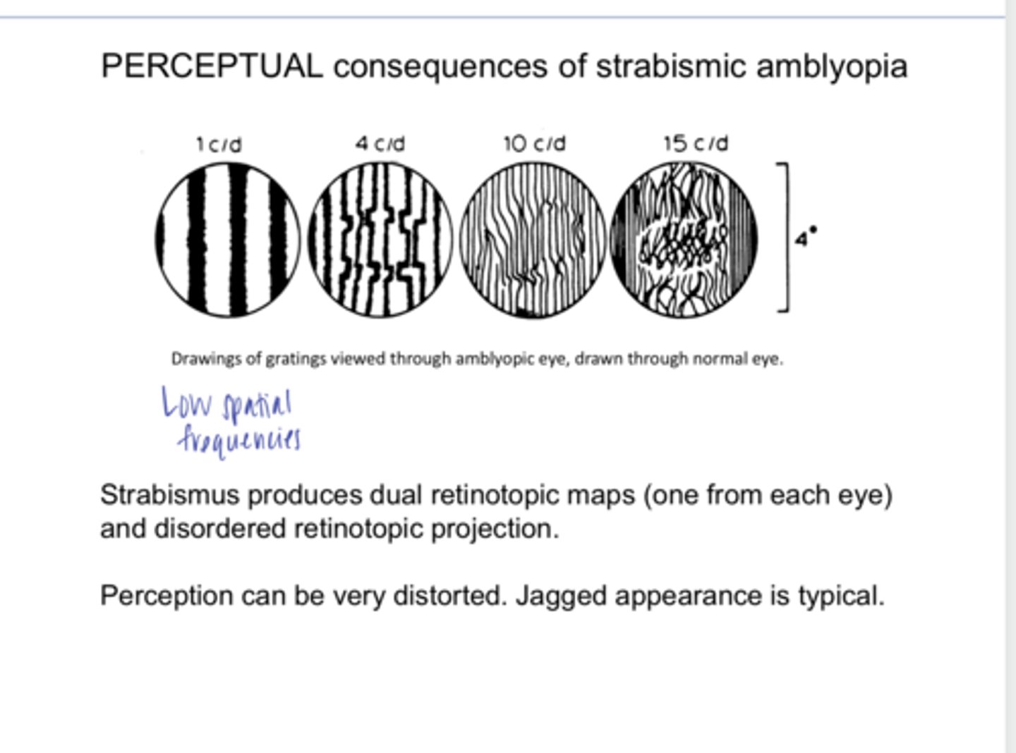 <p>Strabismus produces _____ retinotopic maps and disordered retinotopic projection</p>