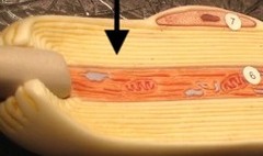 <p>A layer of electrical insulation that surrounds the axon.</p>