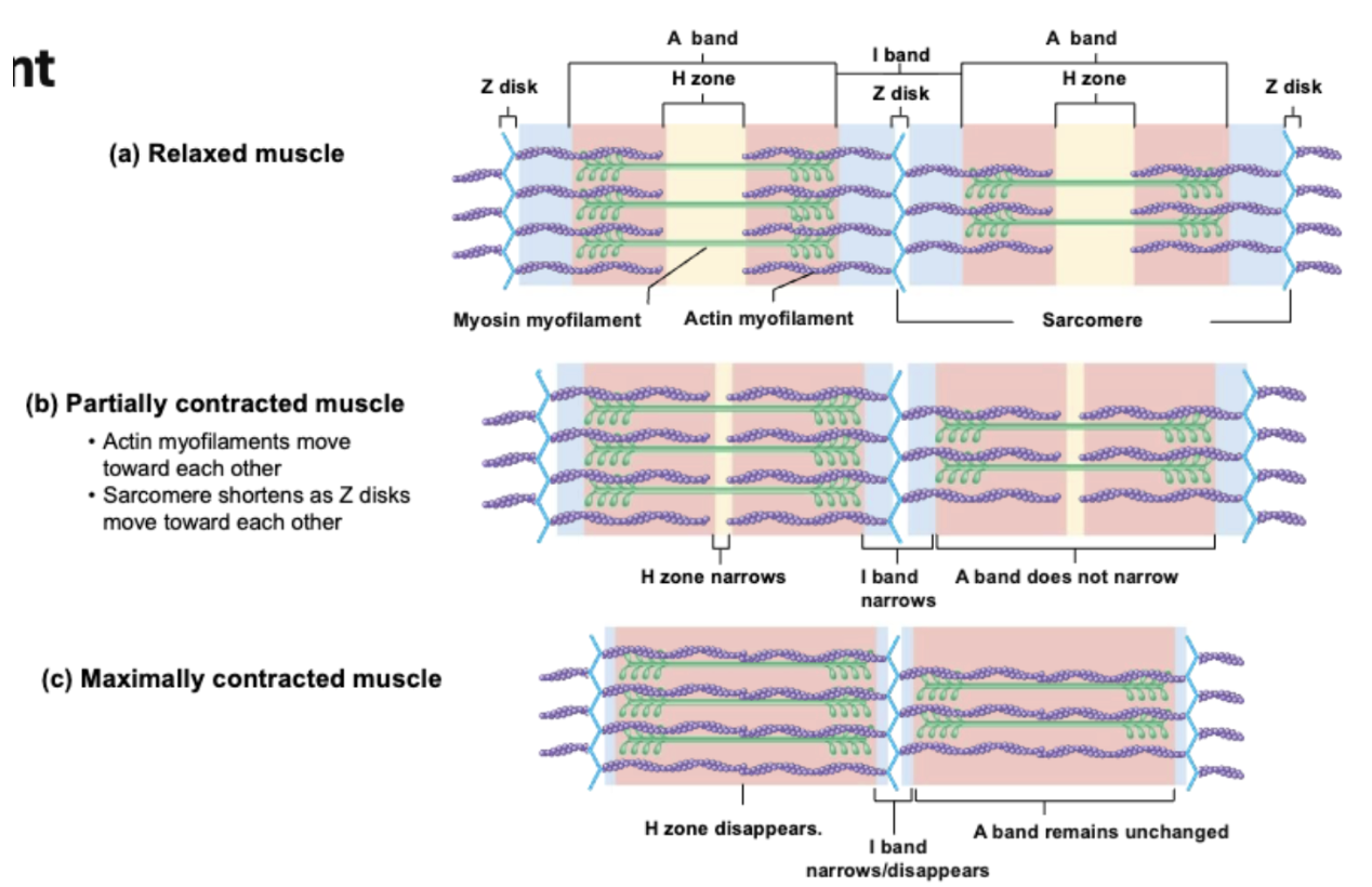 <p><span><strong><span>Relaxed muscles </span></strong></span></p><ul><li><p><span style="background-color: transparent;"><span>Myofibrils run entire length of muscle</span></span></p></li><li><p><span style="background-color: transparent;"><span>Only amount of overlap btw myofilament (actin and myosin) changes ⇒ not its length</span></span></p></li></ul><p></p>