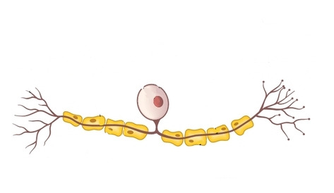 <p>Name the neurone shown</p>