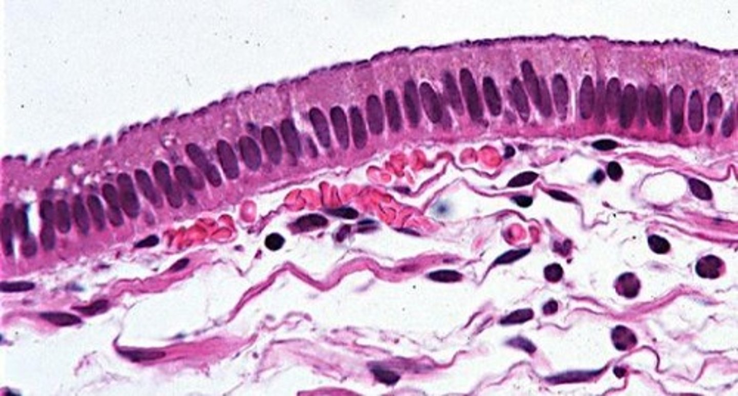 <p>Functions: Mucus secretion &amp; movement by cilia action.</p>