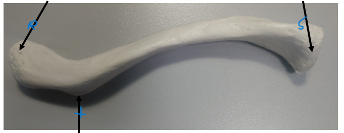 <p>What is S? on the clavicle bone of the pectoral girdle</p>