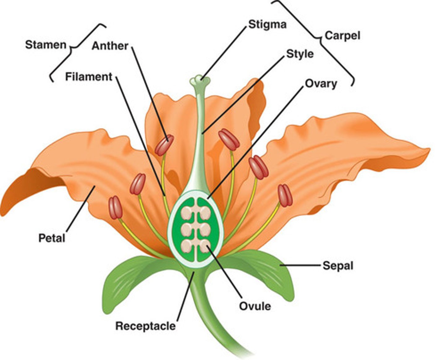 <p>Petal, anther, filament (these make up the stamen), stigma, style, ovary(these make up the pistil) and the sepal</p>
