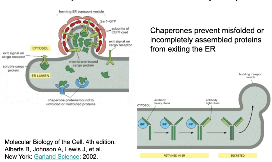 <p>Chaperones prevent misfolded or incompletely assembled proteins from exiting the ER</p>