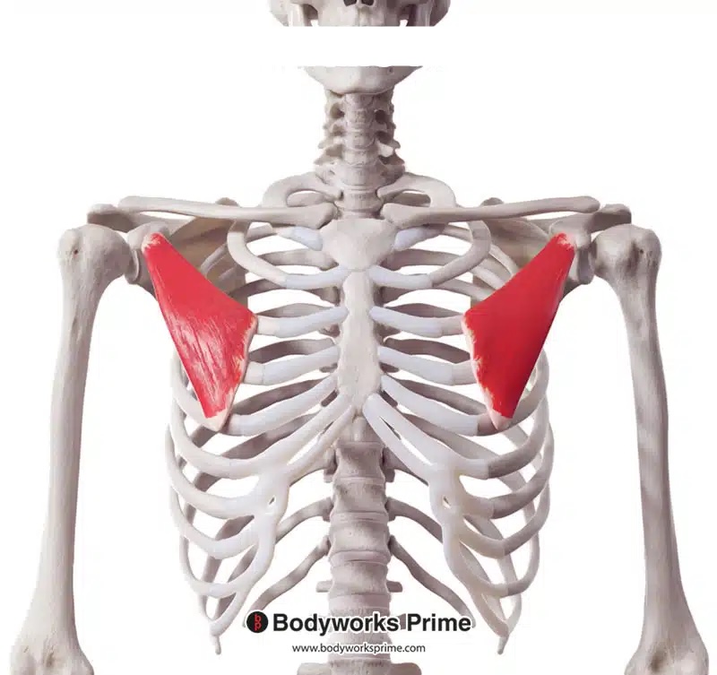 <p>A thin, flat muscle located beneath the pectoralis major that helps in stabilizing the scapula.</p>