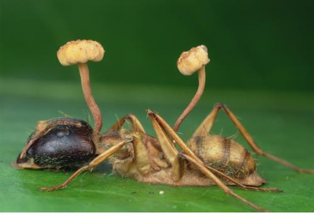 <p>Claviceptiaceae: Genus Cordyceps</p>