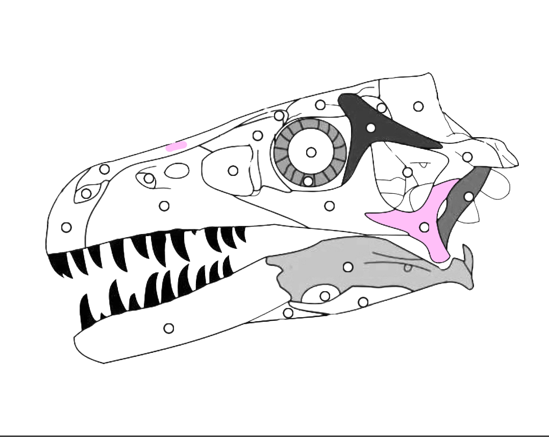 <p>What part of the dinosaur skull is this?</p>