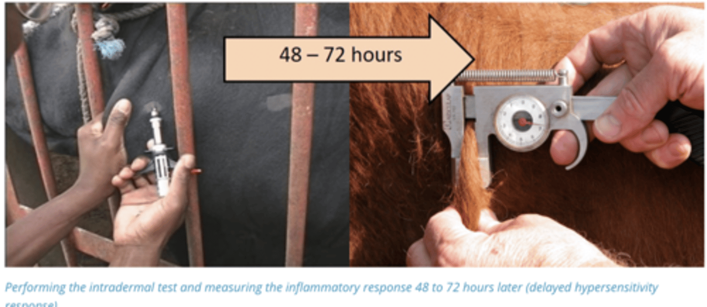 <p>Intradermal test (Give Proteins from Tuberculosis in skin):</p><p>If a nodule develops in 48-72 hours animal is Positive. Caused by type IV Hypersensitivity Reaction</p>