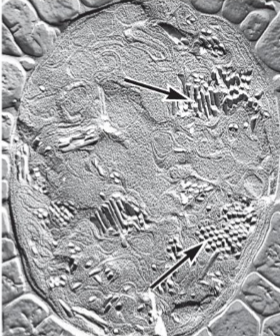 <p>provide bouyancy to aquatic bacteria; allows it to change position; ex. CO<sub>2</sub></p>