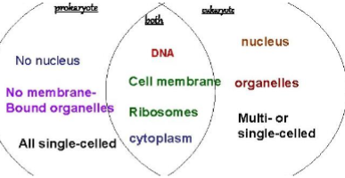 \-no nucleus/organelles

\-oldest cells

\-simple/single celled

\-kingdoms: bacteria, archaea