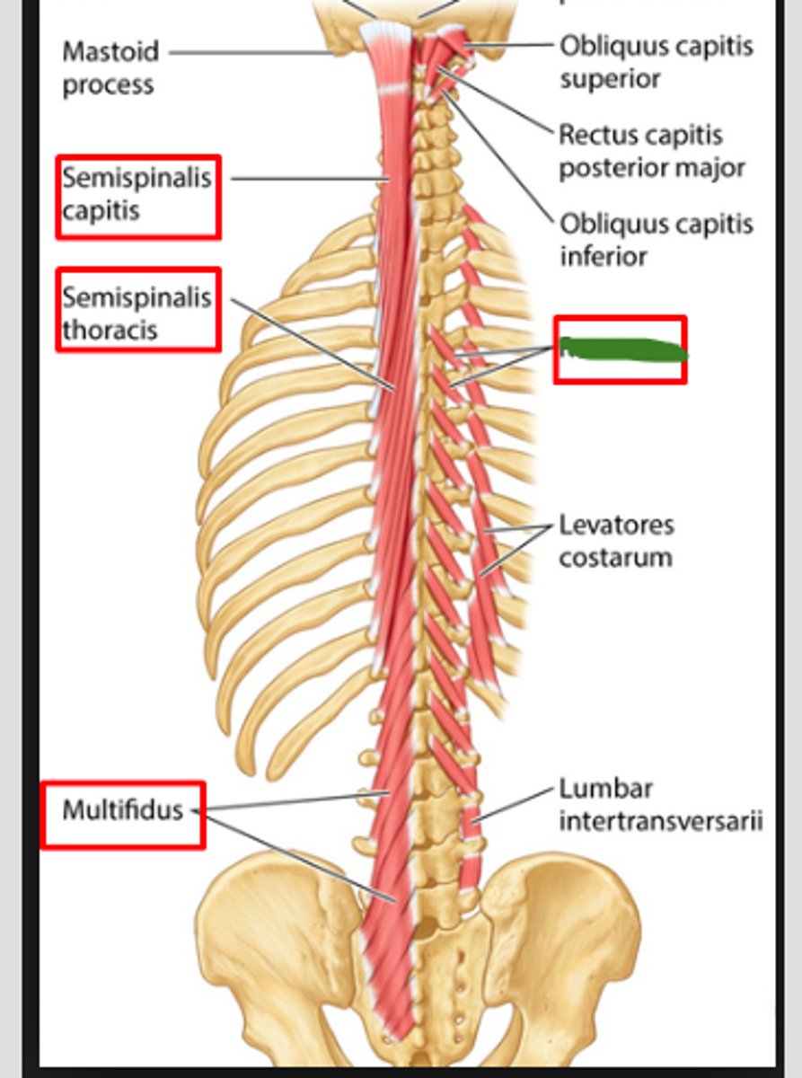 <p>The deepest muscles of the transversospinalis group. They are found in the lumbar, thoracic, and cervical regions.</p>