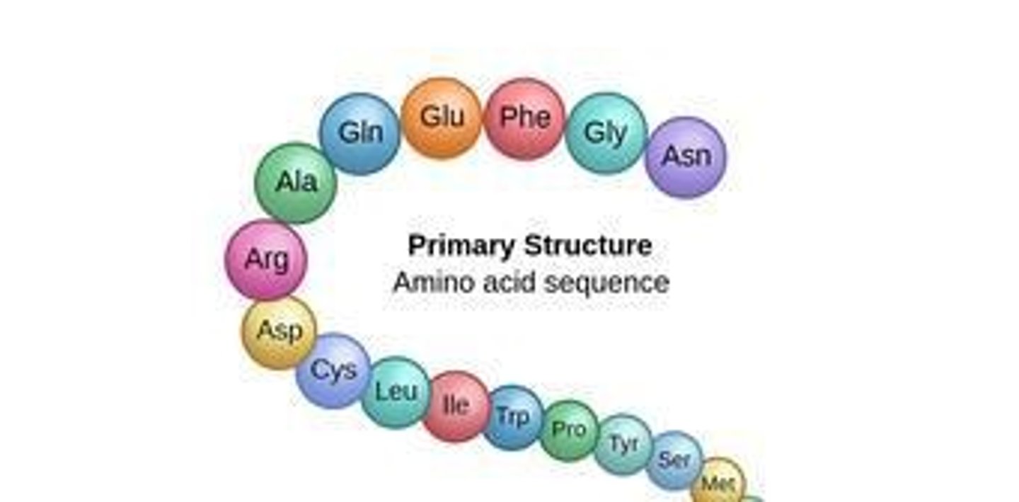 <p>Amino acid → Peptide → Protein (more than 100 amino acids).</p>