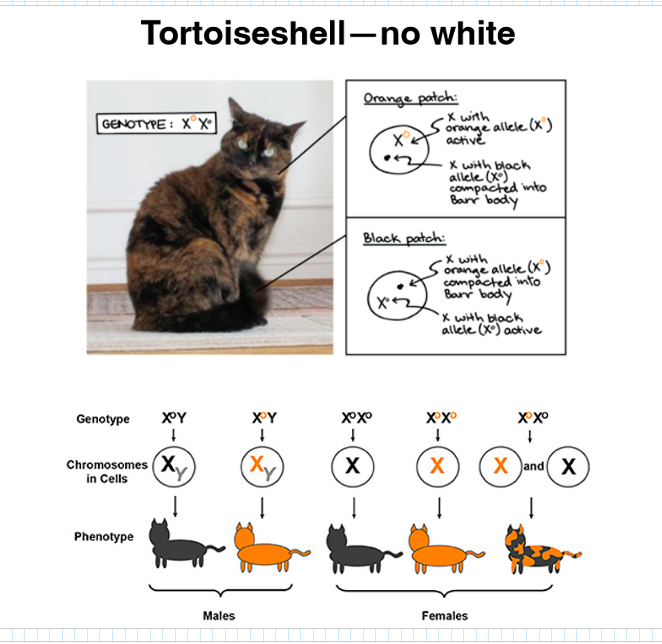 <p>Pq el color viene en el X → X naranja + X negro</p><p>imagen</p>