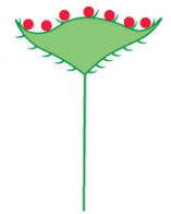 <p>Are almost synonyms with other family, sunflower and dandelions being easily recognizable examples </p>