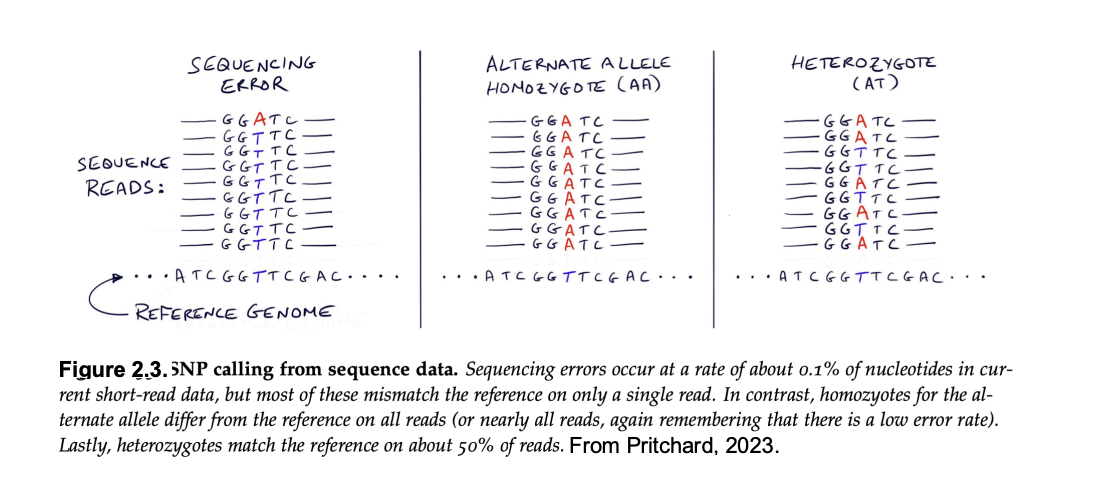 <ul><li><p>single next-generation sequencing uses single molecules</p><ul><li><p>heterozygous SNPs appear as different bases in different reactions</p></li></ul></li></ul><p></p>