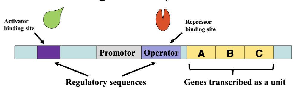 <p>clusters of co-regulated genes AND promotor and activating / repressor sites with related functions</p>