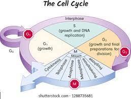 <p>Cell Cell Diagram</p>
