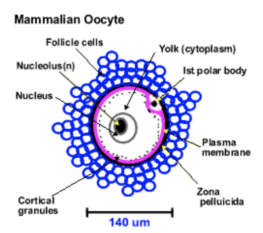 oocyte or egg or ovum