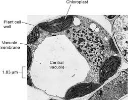<p>Large vesicle in plant cells involved in storage, support, and maintaining turgor pressure</p>