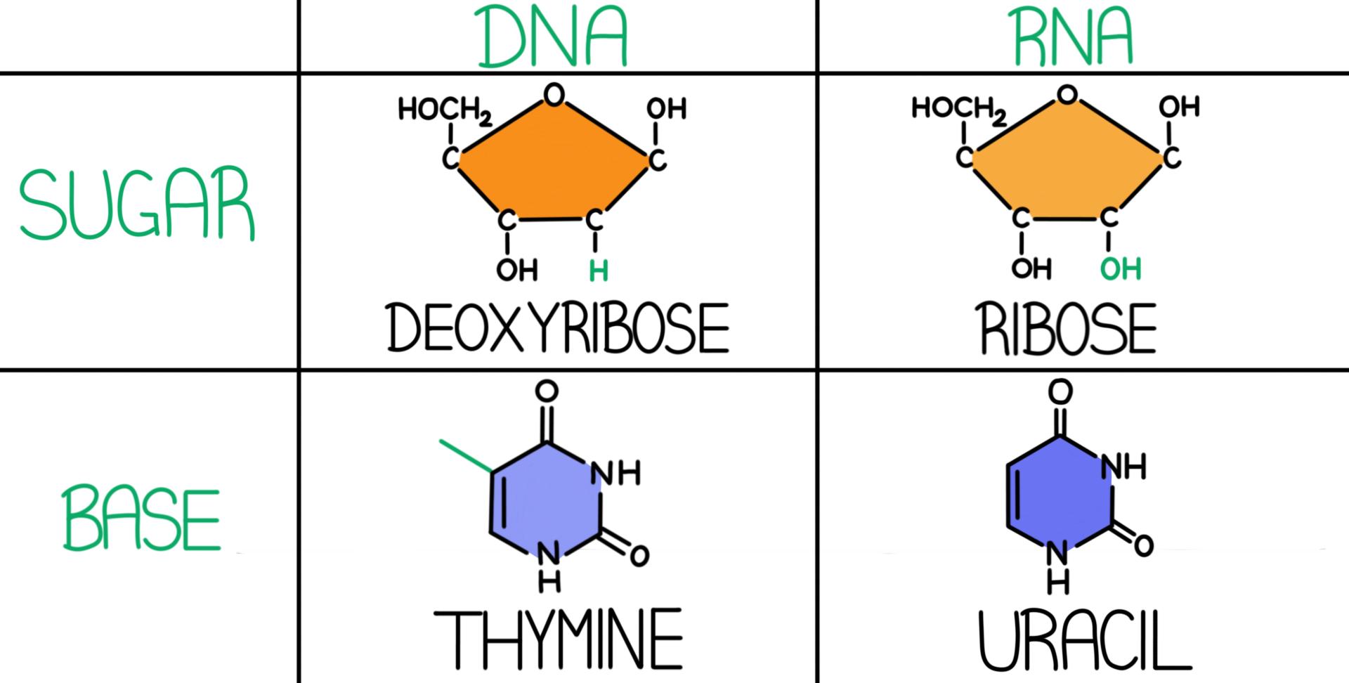<p>DNA has 1 hydroxyl whereas RNA has 2. DNA contains thymine. RNA contains uricil.</p>
