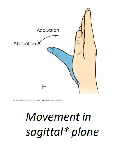 <p>Adductor pollicis m. (adductor)</p>