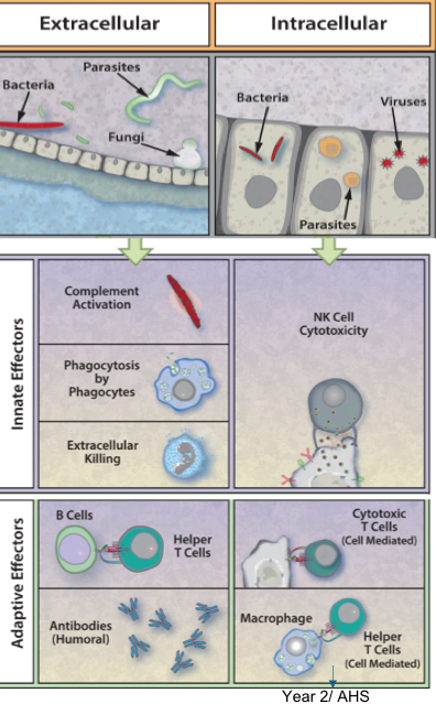 <p>Why are different immune responses needed?</p>