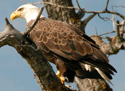 <p>Identify the species shown:&nbsp;</p>