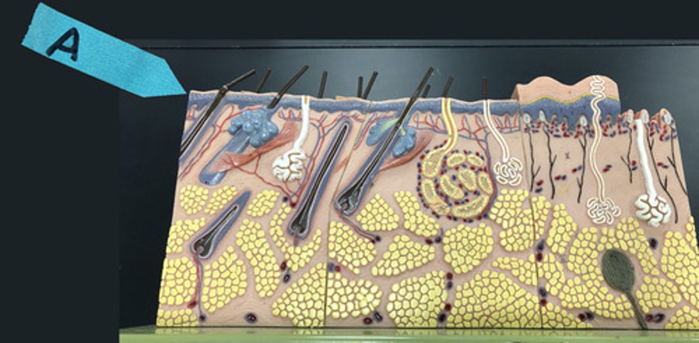 <p>Identify this general region of the skin</p>