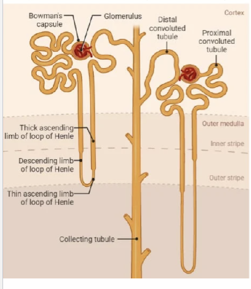 <p>Calcium enters the proximal tubule</p><p>60%–70% of the filtered calcium is reabsorbed in the Proximal Convoluted &amp; Proximal Straight Tubule<br><br>20% of the filtered calcium is reabsorbed in the cortical segments of the loop of Henle<br><br>Approx. 10% of the filtered calcium is reabsorbed in the distal convoluted tubule (PTH sensitive reabsorption)</p>