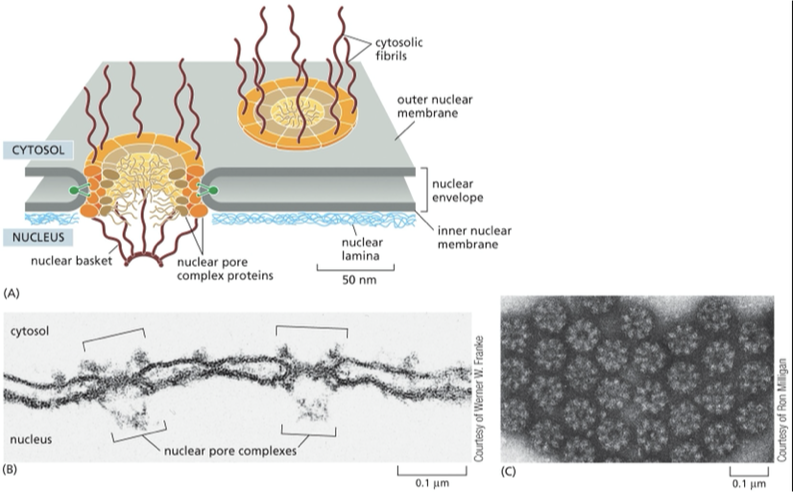 <p>channel that large molecules can move between the nucleus and the cytoplasm </p><ul><li><p>all eukaryotic cells nuclear envelope is perforated by nuclear pores</p></li><li><p>large + elaborate structure— composed of complex of 30 different proteins</p></li><li><p> Nuclear pore proteins have unstructured, disordered regions that form a soft, tangled meshwork (like a kelp forest) in the center of the channel. This mesh blocks large molecules but allows small, water-soluble molecules to pass freely and non-selectively between the nucleus and cytosol.</p></li></ul><p><span><strong><span>The nuclear pore complex</span></strong></span></p><p><span><span>• giant complex (50-100 polypeptides)</span></span></p><p><span><span>•diameter of complex: 120 nm</span></span></p><p><span><span>•diameter of opening: 25 nm</span></span></p><p></p>