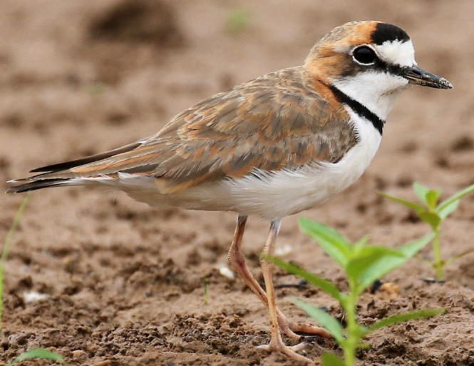 <p>What bird is this? </p>