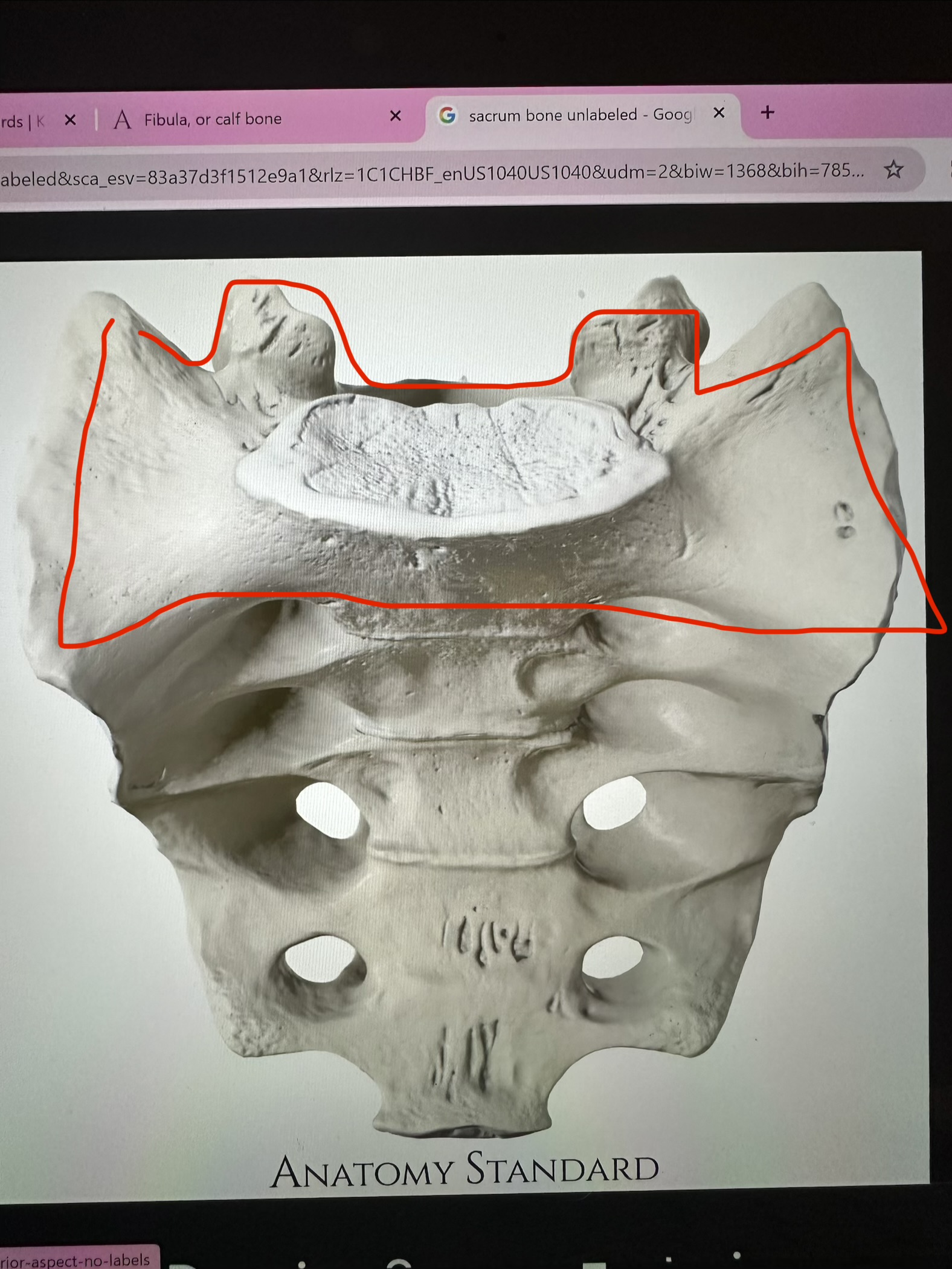 <p>sacrum, top part, includes wings, connects to spine</p>